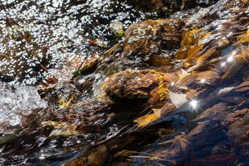 Obraz na płótnie Canvas Crystal clear water stream (Rio Fardes) between trees in a forest with fallen autumn leaves