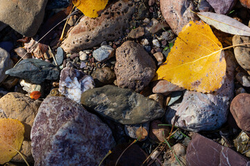 Autumn background: detail of yellow leaves on the forest floor