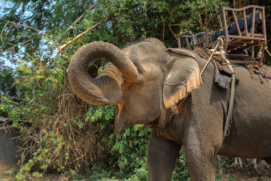 Elephant, Vietnam