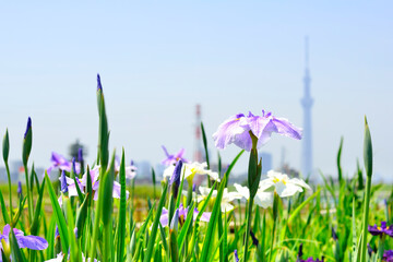 菖蒲の花とスカイツリー