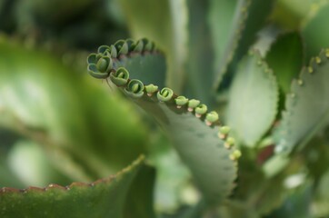 Kalanchoe leaf with baby plants, selective focus, purposely blurred