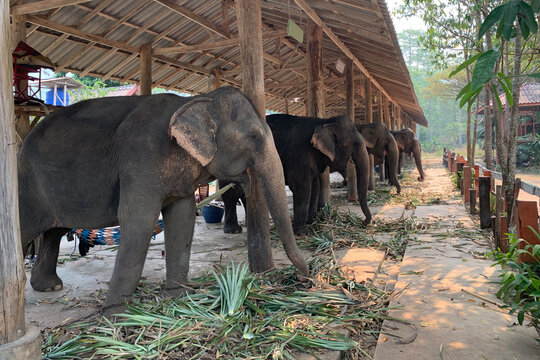 animal abuse in Thailand, chained elephants in elephant camp for tourists