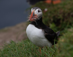 Puffin. Mykines, Faroe Islands