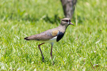 Quero Quero bird on Grass
