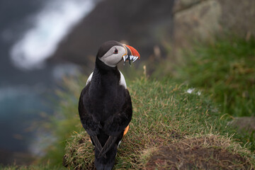 Puffin. Mykines, Faroe Islands