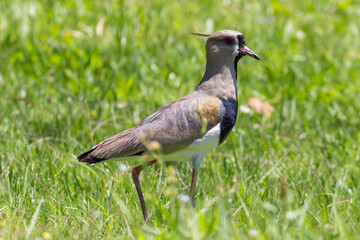 Quero Quero bird on Grass