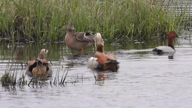 Nilgans