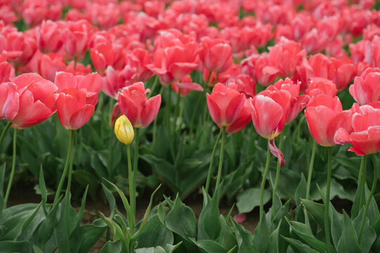 Stand Out From the Crowd, Little Flower