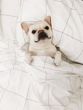 Frenchie Tucked In