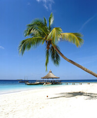 イルフ島のビーチと椰子の木