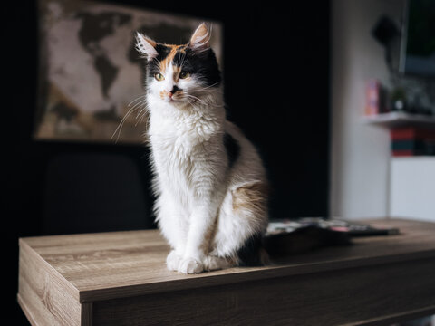 Feline cat observing for people at home