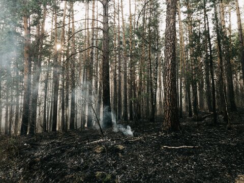 Wood fire