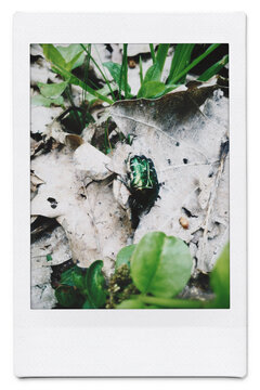 Forest friend