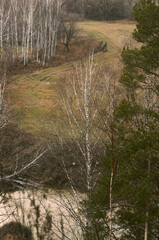 view of the autumn forest and field