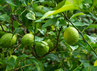 Lemon fruit on a tree in the rain