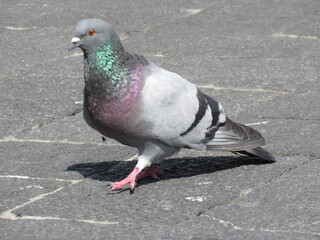 pigeon on the street