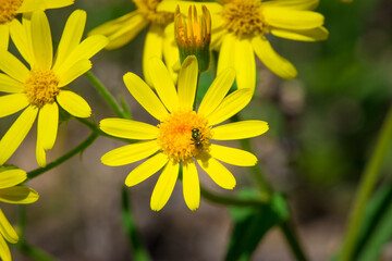 Obraz premium Yellow Flowers Blooming On Field. Sunny day.