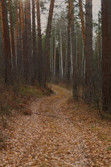 road in the autumn forest