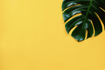 Monstera top view leaf model philodendron isolated on pastel background / copy space - top view © eakarat