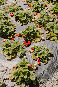 Strawberry Plants