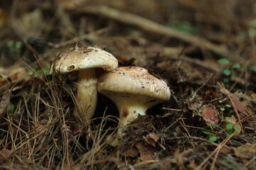 マツタケ　matsutake

