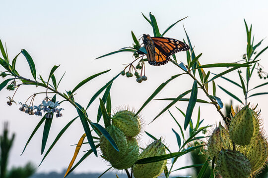 Gomphocarpus physocarpus, Monarch Butterfly