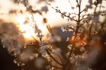 Top of fruit tree in city park