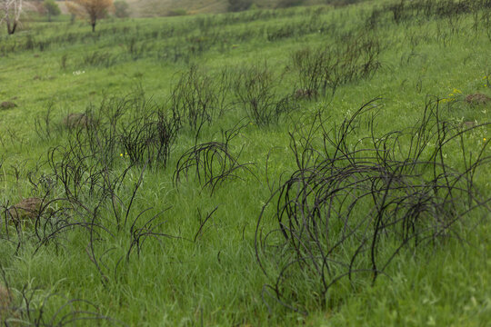burnt bushes in the field
