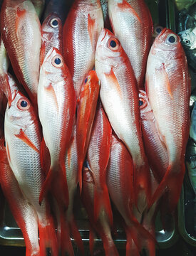 goatfish, jobfish fish in fish port