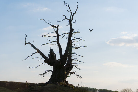 An ancient oak tree in the English countryside. A site for pagan offerings. Malvern Hills, UK