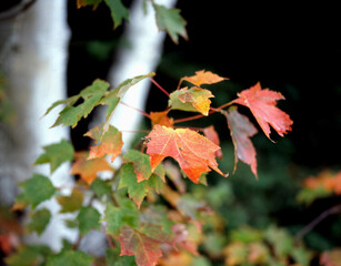 メープルの紅葉