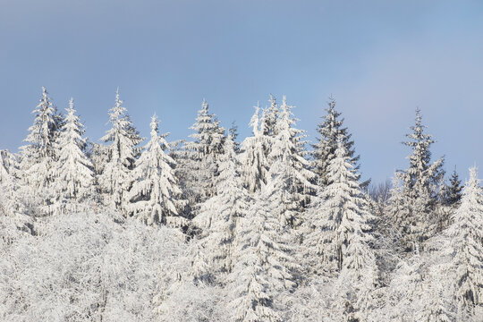 Spruces in snow