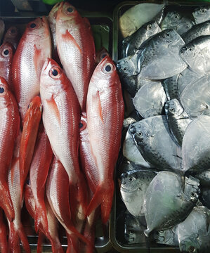 Moonfish, goatfish, jobfish mene fish in fish port