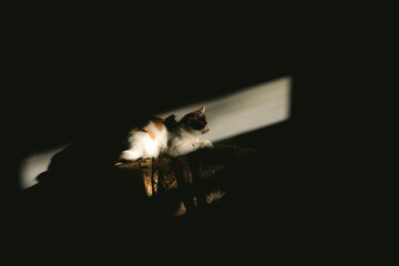 Sunlights shining at cat