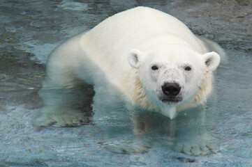 Obraz na płótnie Canvas polar bear in the water