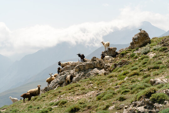 Herd of free range goats and sheep, Azerbaijan