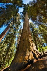 Redwood Giant