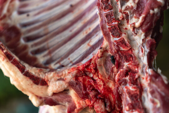 Fly sittin on raw lamb meat drying outdoors