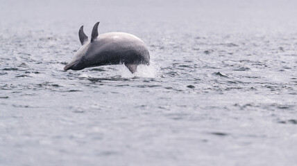 Obraz premium Breaching wild bottlenose 🐬