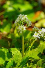 タンチョウソウ