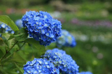 あじさい