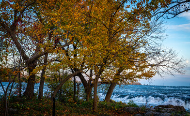 fall trees