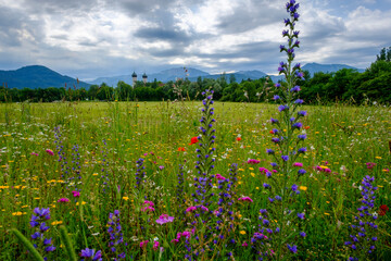 Colorful wildflowers blooming in springtime meadow