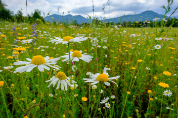 Marguerites blooming in springtime meadow