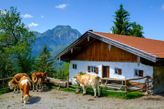 Germany, Bavaria, Bad Feilnbach, Cattle grazing in front of farmhouse in summer