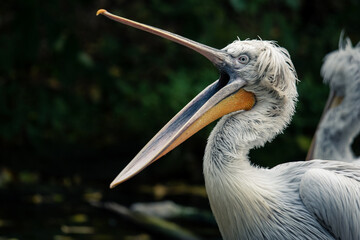 Pelican showing off with open beak