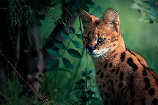 Closeup portrait of a serval