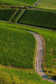 Scenic view of road amidst vineyard during sunny day