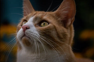 Closeup portrait of a cat
