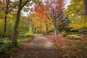 Fototapeta premium Bright red Autumn trees along a walking path at a park in Duluth, Minnesota